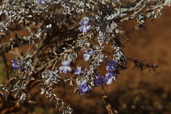 Eremophila bowmanii