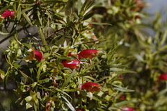 Eremophila duttonii