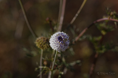 Trachymene glaucifolia