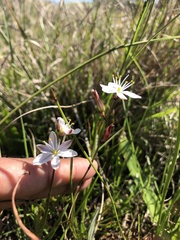 Trachyandra filiformis