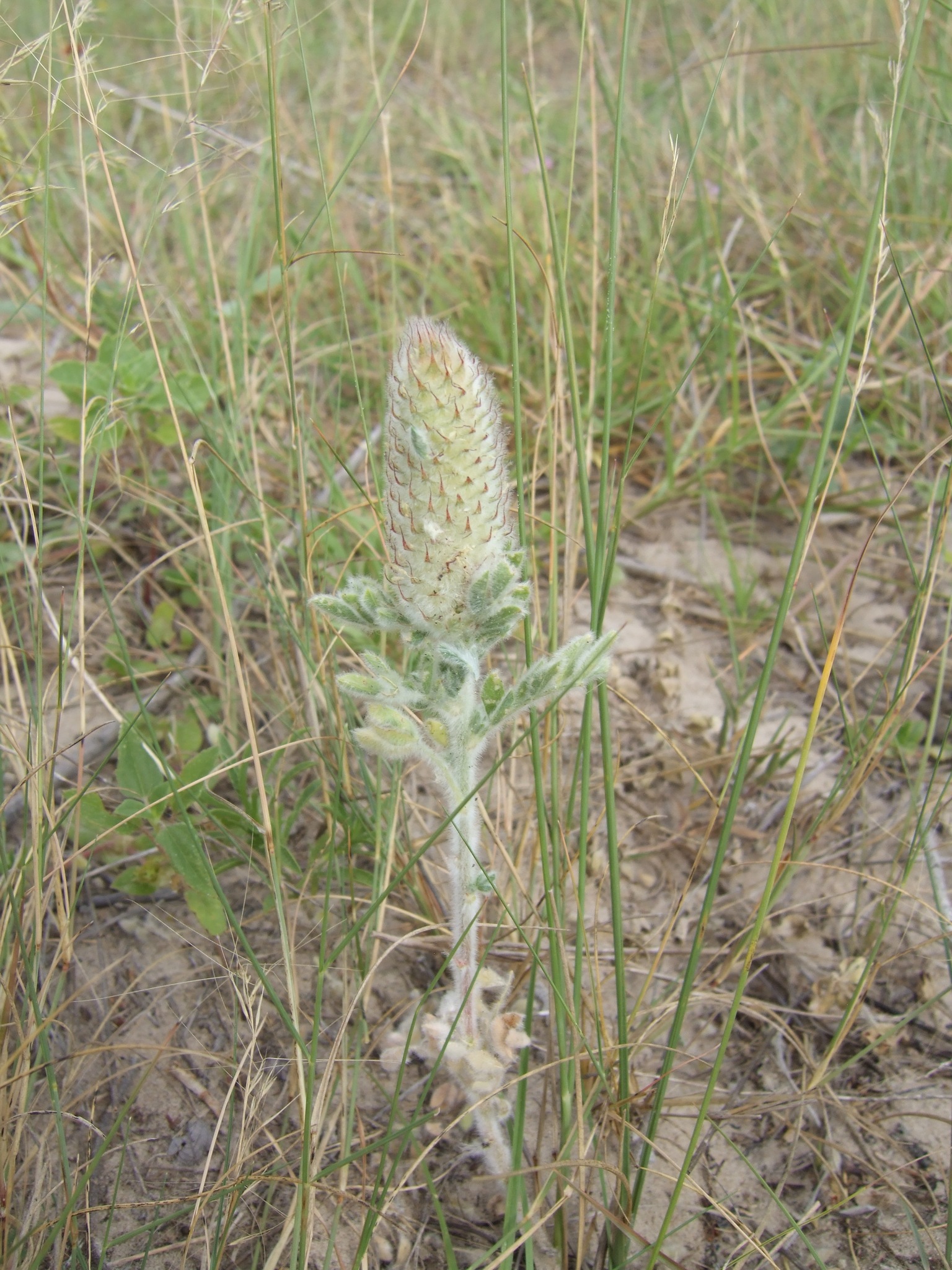 Dalea obovata