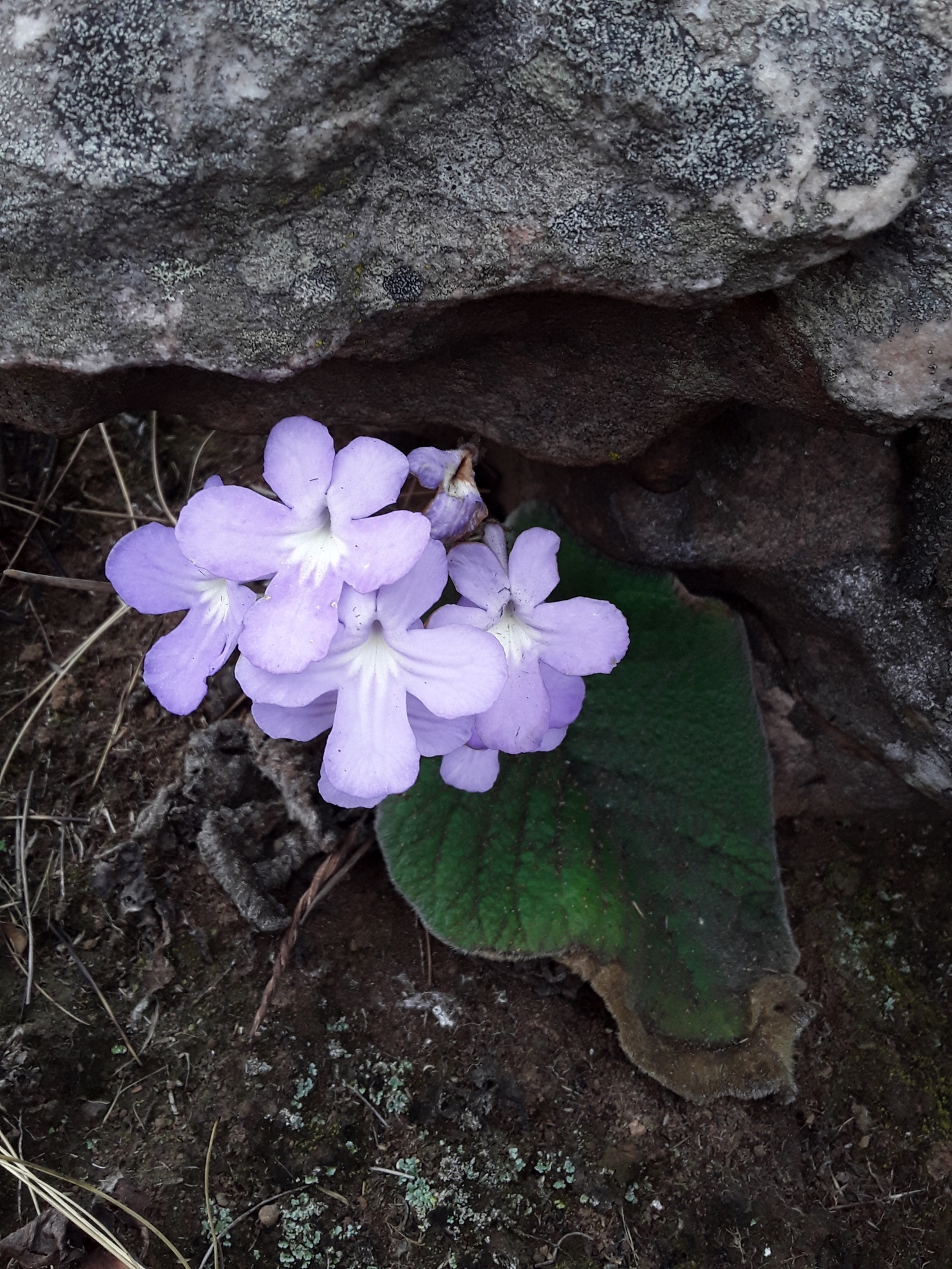 Streptocarpus polyanthus ssp. polyanthus