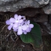 Streptocarpus polyanthus polyanthus - Photo (c) Anne Bruzas, some rights reserved (CC BY-NC), uploaded by Anne Bruzas