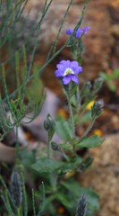 Dampiera linearis