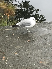 Larus canus