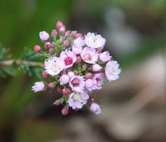 Verticordia plumosa
