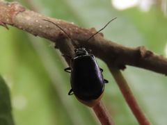 Arthrotus abdominalis