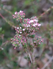 Verticordia plumosa