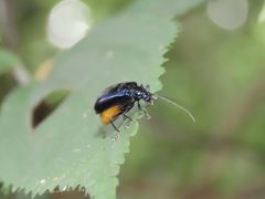 Arthrotus abdominalis