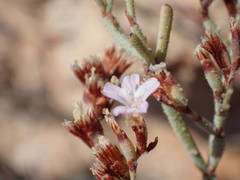 Limonium roridum