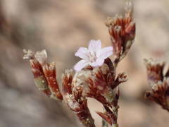 Limonium roridum