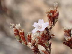Limonium roridum