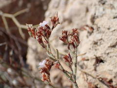 Limonium roridum