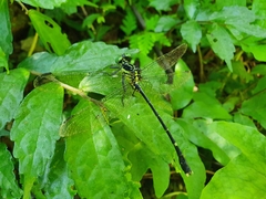 Leptogomphus sauteri formosanus