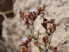 Limonium roridum