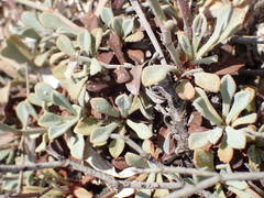 Limonium roridum
