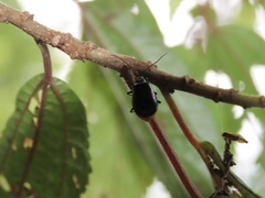 Arthrotus abdominalis