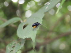 Arthrotus abdominalis
