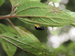 Arthrotus abdominalis