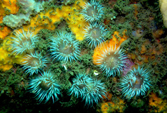 Anthothoe albocincta