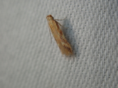 Metzneria aprilella