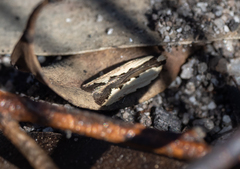 Ardozyga mesochra