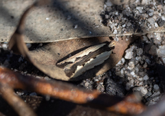 Ardozyga mesochra