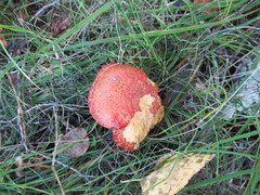 Suillus asiaticus
