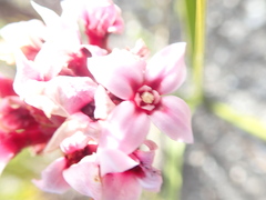 Sonderothamnus speciosus