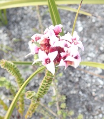 Sonderothamnus speciosus