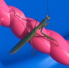 Mantis religiosa