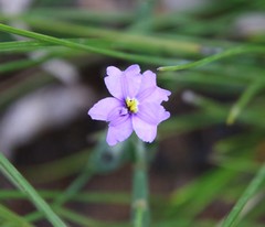 Dampiera alata