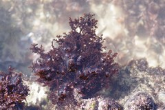 Gelidium pristoides