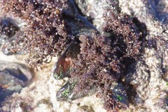 Gelidium pristoides