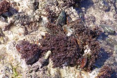 Gelidium pristoides