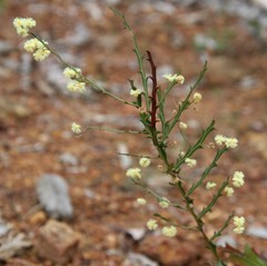 Acacia alata