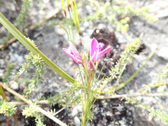 Polygala umbellata