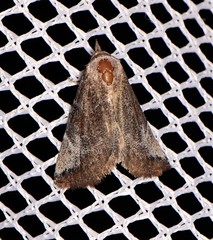 Mataeomera mesotaenia