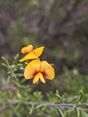 Dillwynia uncinata