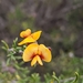 Dillwynia uncinata - Photo (c) hmer, some rights reserved (CC BY-NC)