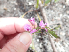 Polygala umbellata