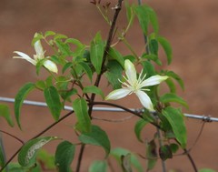 Clematis pubescens