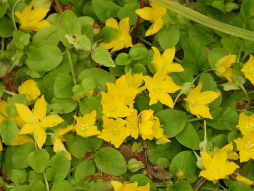 Šliaužiančioji šilingė