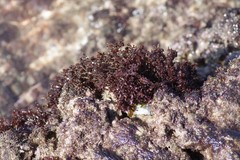 Gelidium pristoides