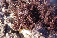 Gelidium pristoides