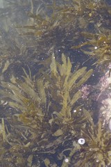 Sargassum incisifolium