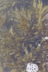 Sargassum incisifolium