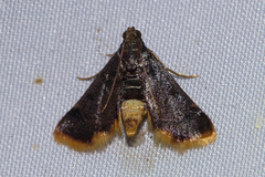 Hypsopygia postflava