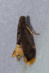 Hypsopygia postflava