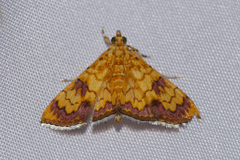 Isocentris